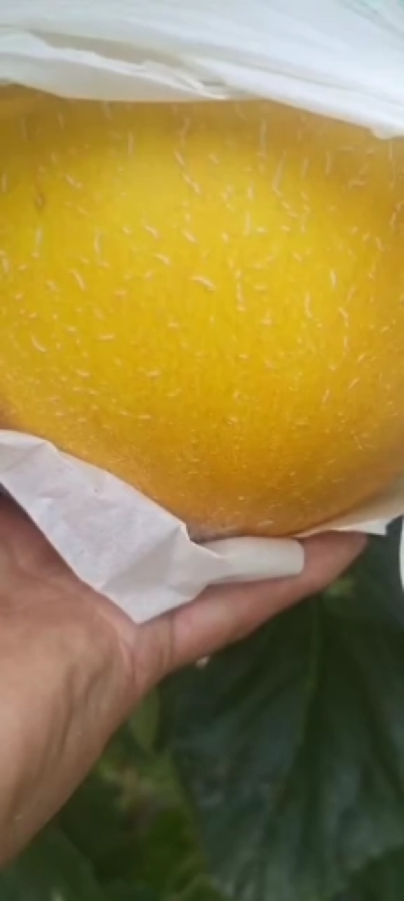 久红瑞甜瓜，产地直销自己家的好说话，欢迎大家光临