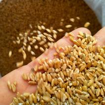 浮小麦！浮小麦大货批发自产自销一手货源品质有，价格低