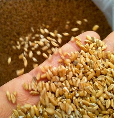 浮小麦浮小麦大货批发自产自销一手货源品质有保障价格低