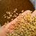 浮小麦！浮小麦大货批发自产自销一手货源品质有保障，价格低