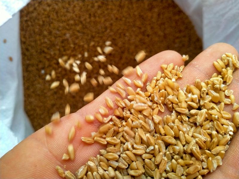 浮小麦！浮小麦大货批发自产自销一手货源品质有保障，价格低