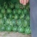 万亩大棚西瓜大量上市熟度好皮毛漂亮甜度高八斤打底。