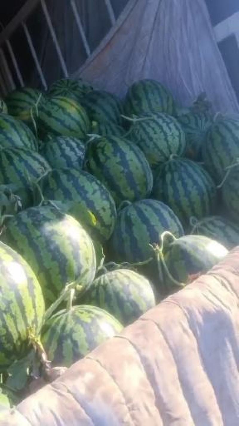 万亩大棚西瓜大量上市熟度好皮毛漂亮甜度高八斤打底。