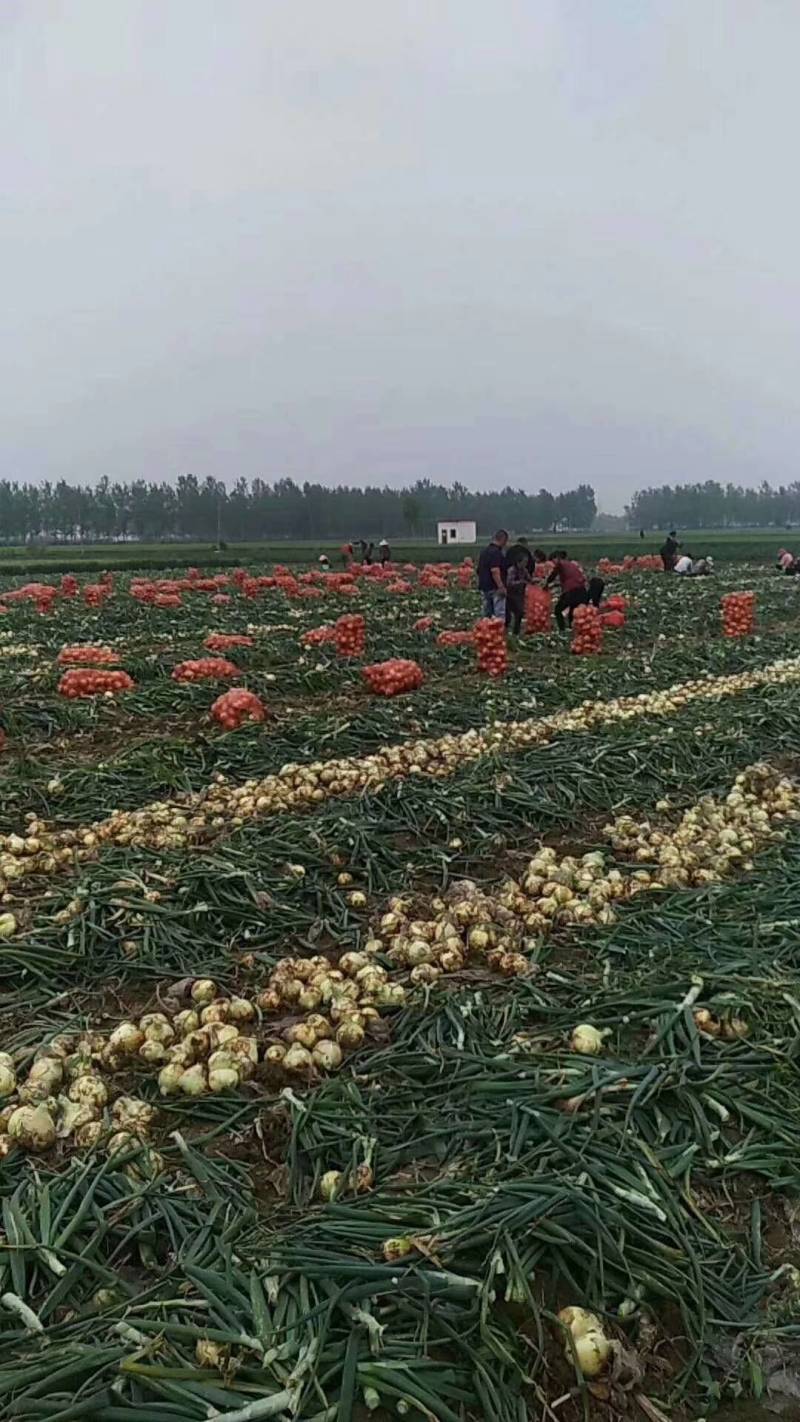 黄皮洋葱-基地直供-货源充足-保证质量-