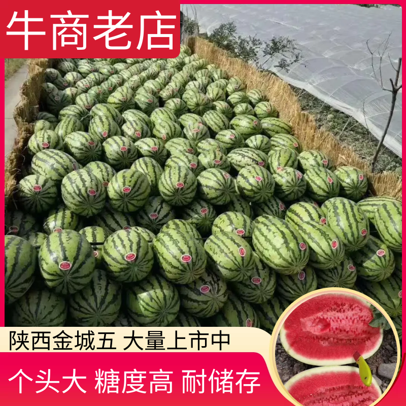 【陕西蒲城无籽西瓜】万亩直播苗大量上市中【金城5号西瓜