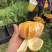 广西桂林高山夏橙，支持平台对接，一件代发