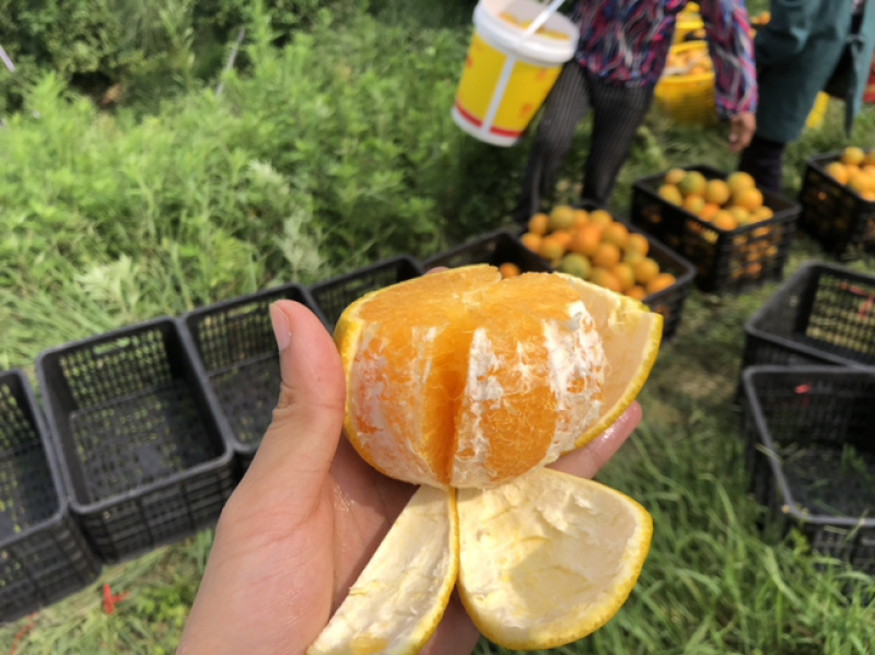 广西桂林高山夏橙，支持平台对接，一件代发