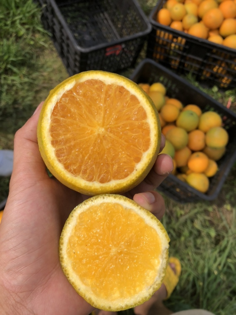 广西桂林高山夏橙，支持平台对接，一件代发