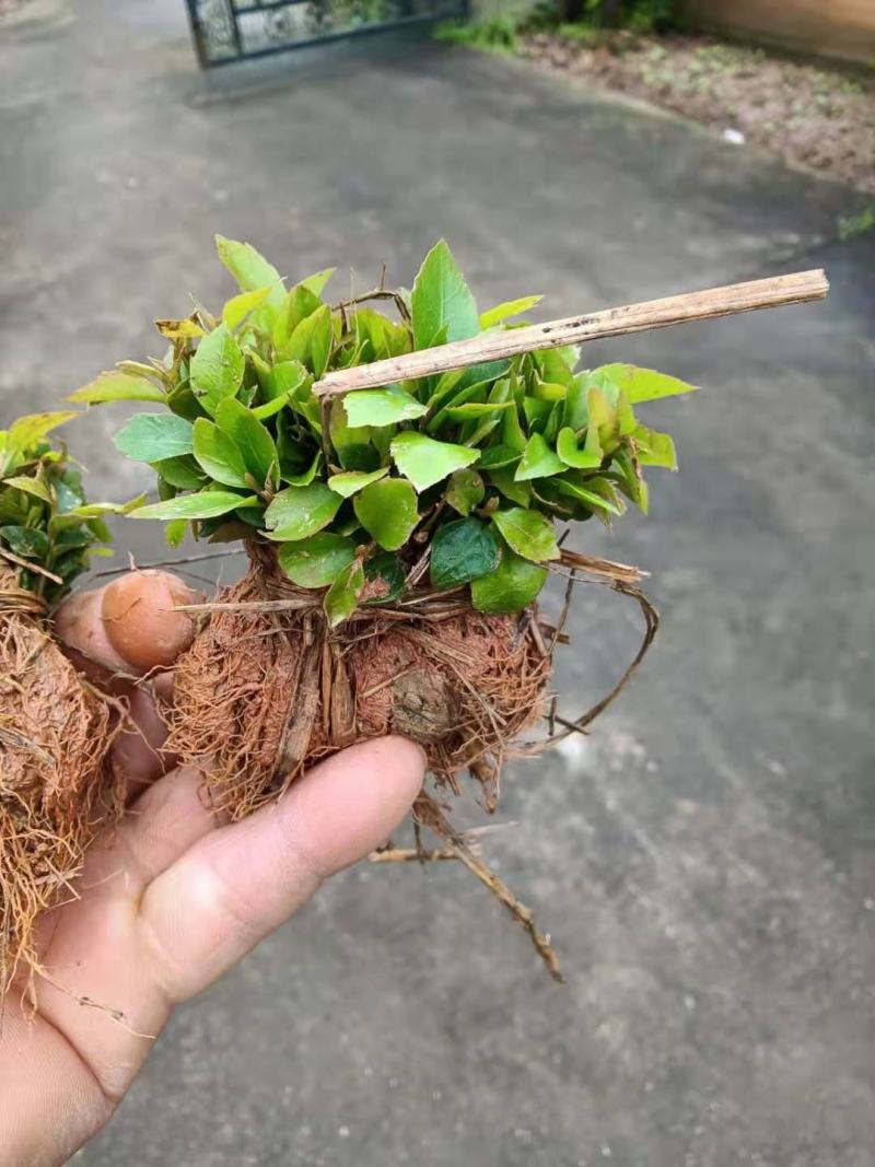 苗圃直供木荷芽苗，芽苗上杯成活率高，木荷造林防火墙