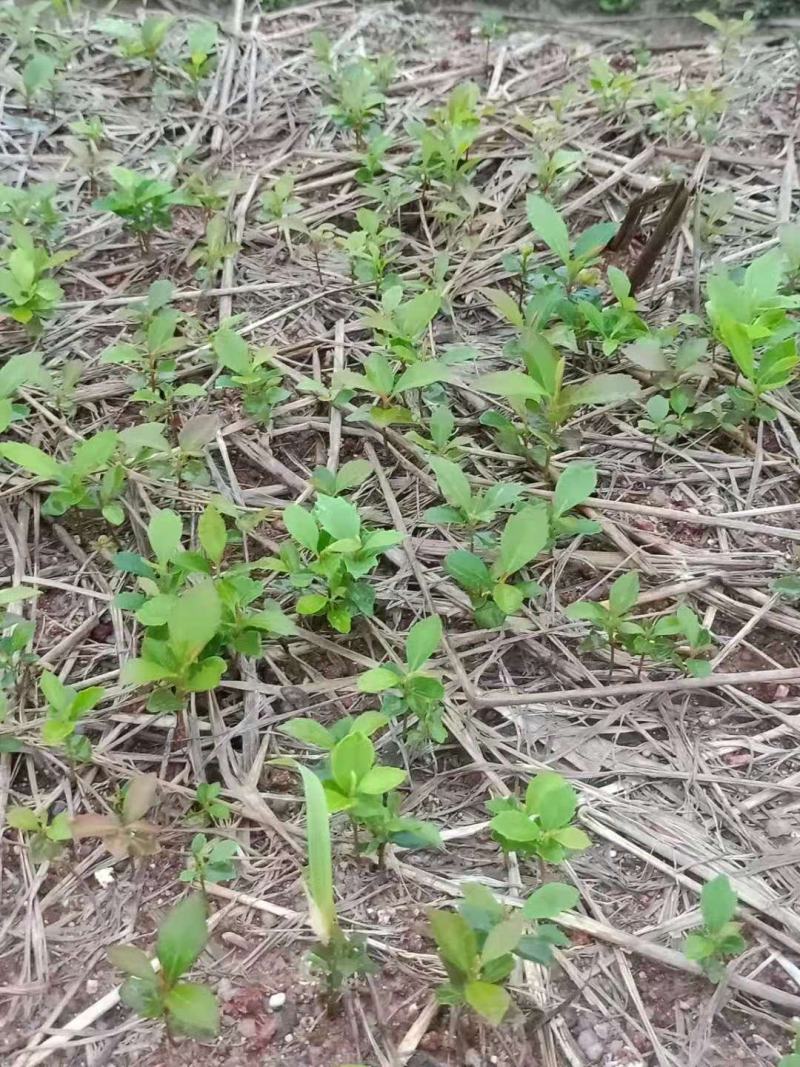 苗圃直供木荷芽苗，芽苗上杯成活率高，木荷造林防火墙