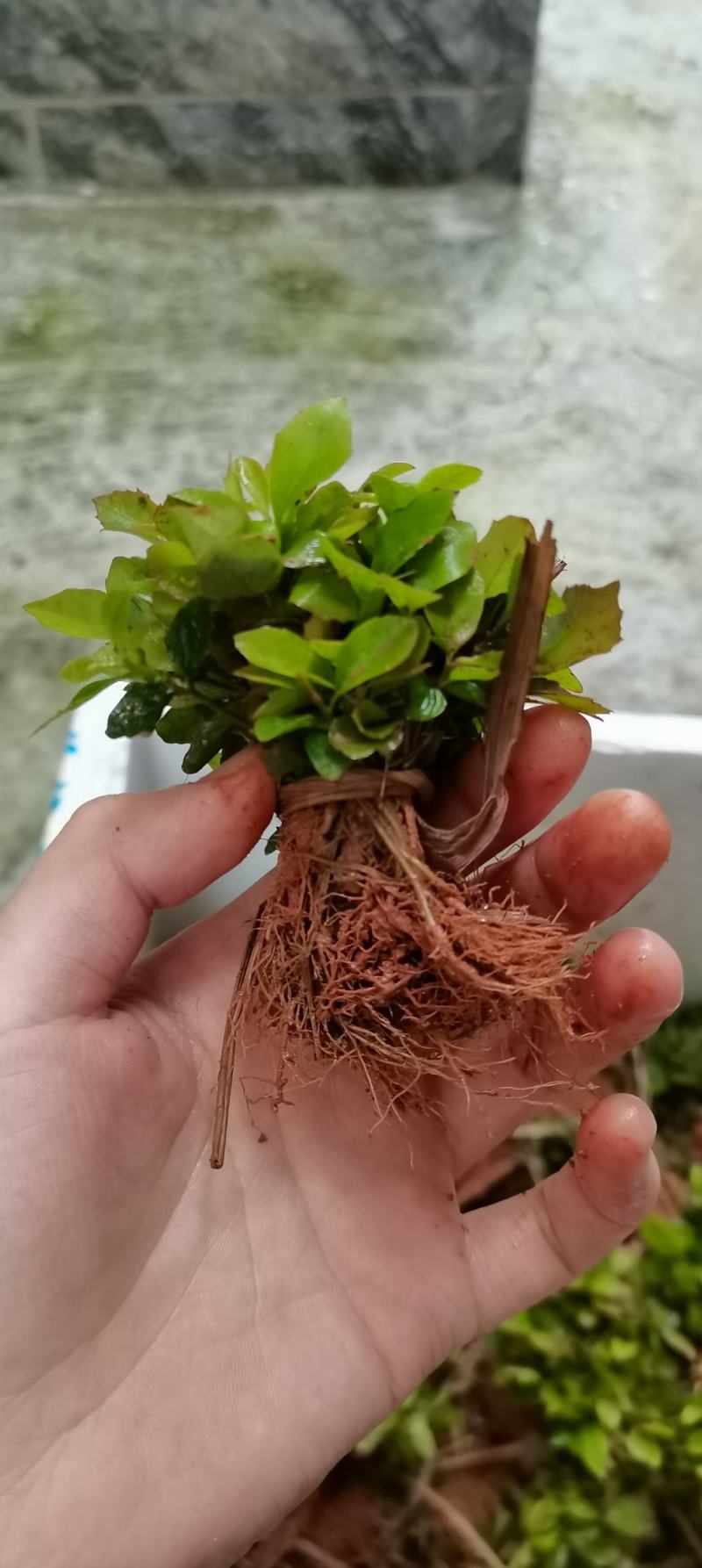 苗圃直供木荷芽苗，芽苗上杯成活率高，木荷造林防火墙