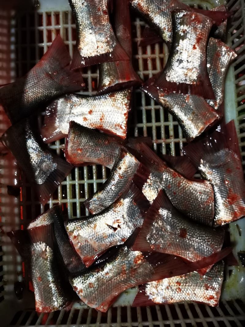 草鱼尾白鲢鱼尾尖，活鱼，酒店，快餐炸货店！量大优惠！