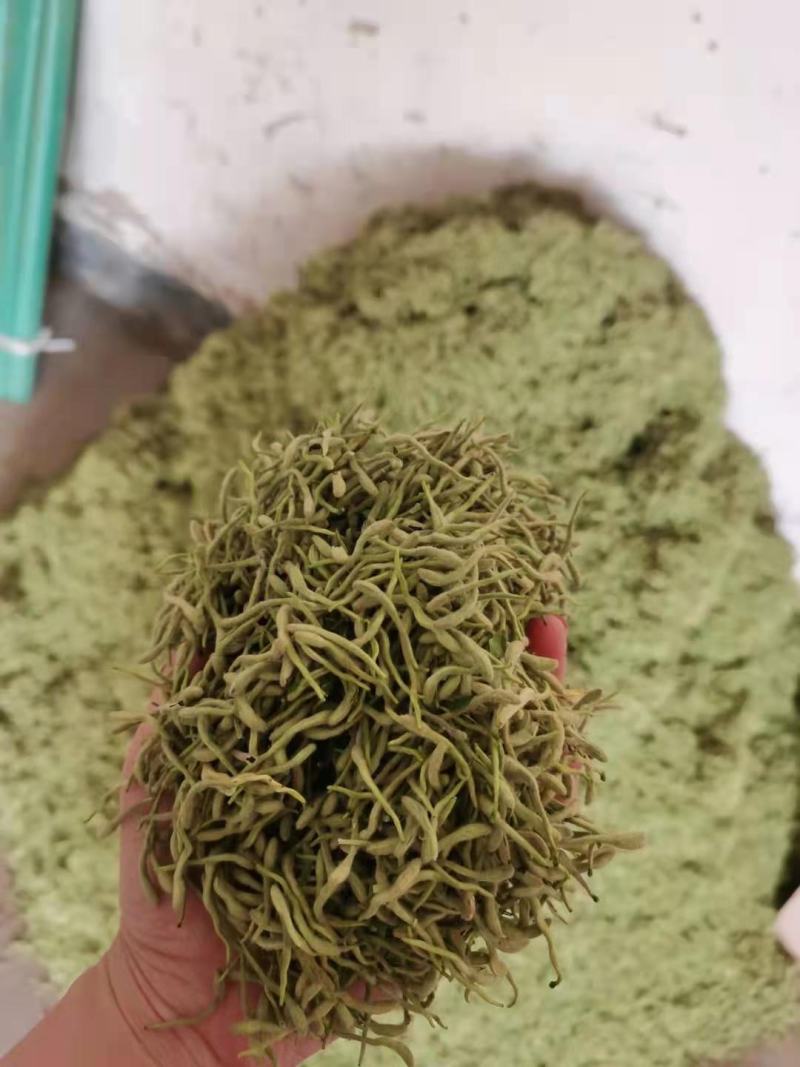 新货金银花，颜色漂亮品质保证