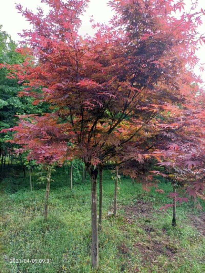 红枫