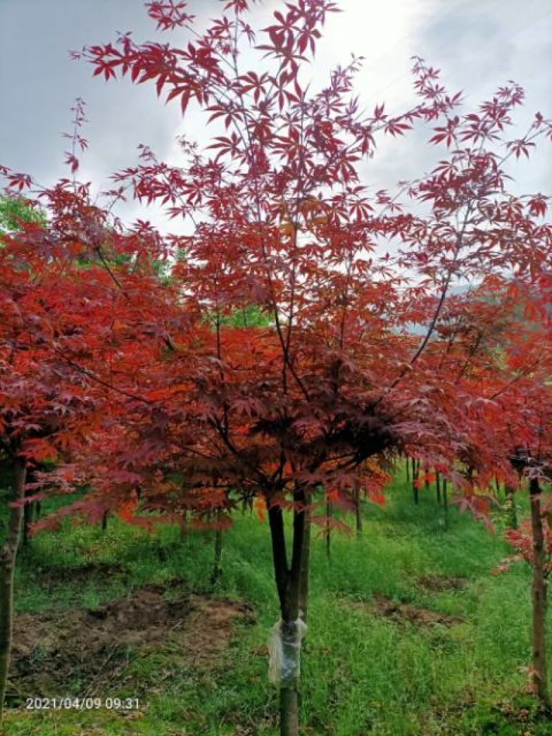 红枫