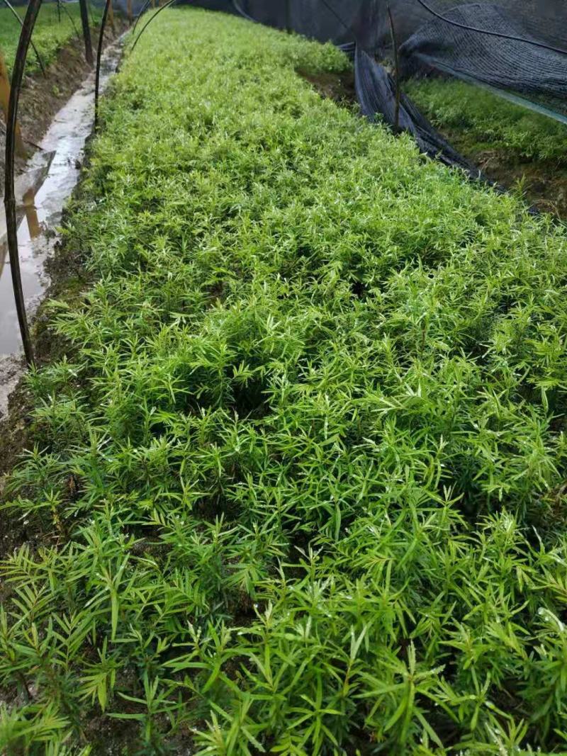 供应一年生红豆杉芽苗，籽播田苗，自家可供货百万