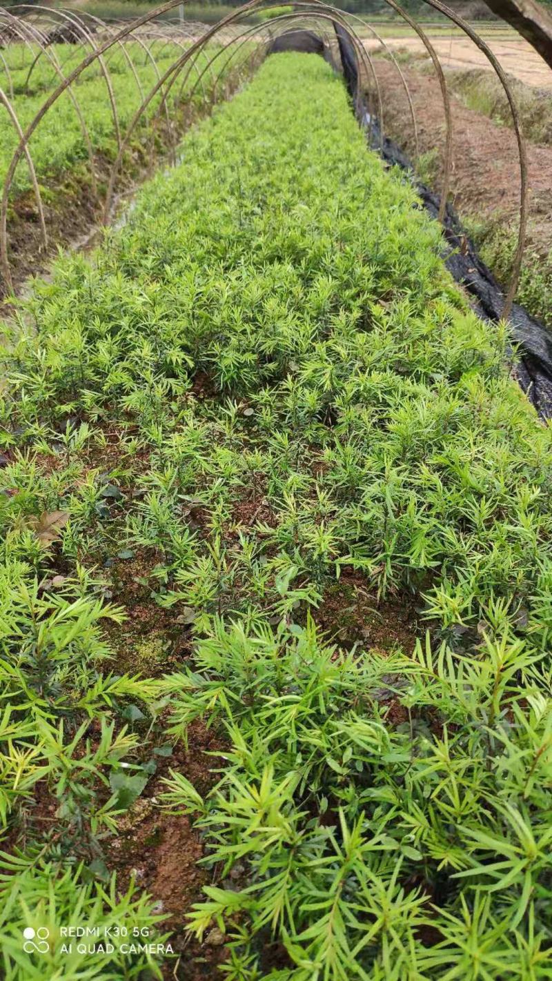 供应一年生红豆杉芽苗，籽播田苗，自家可供货百万