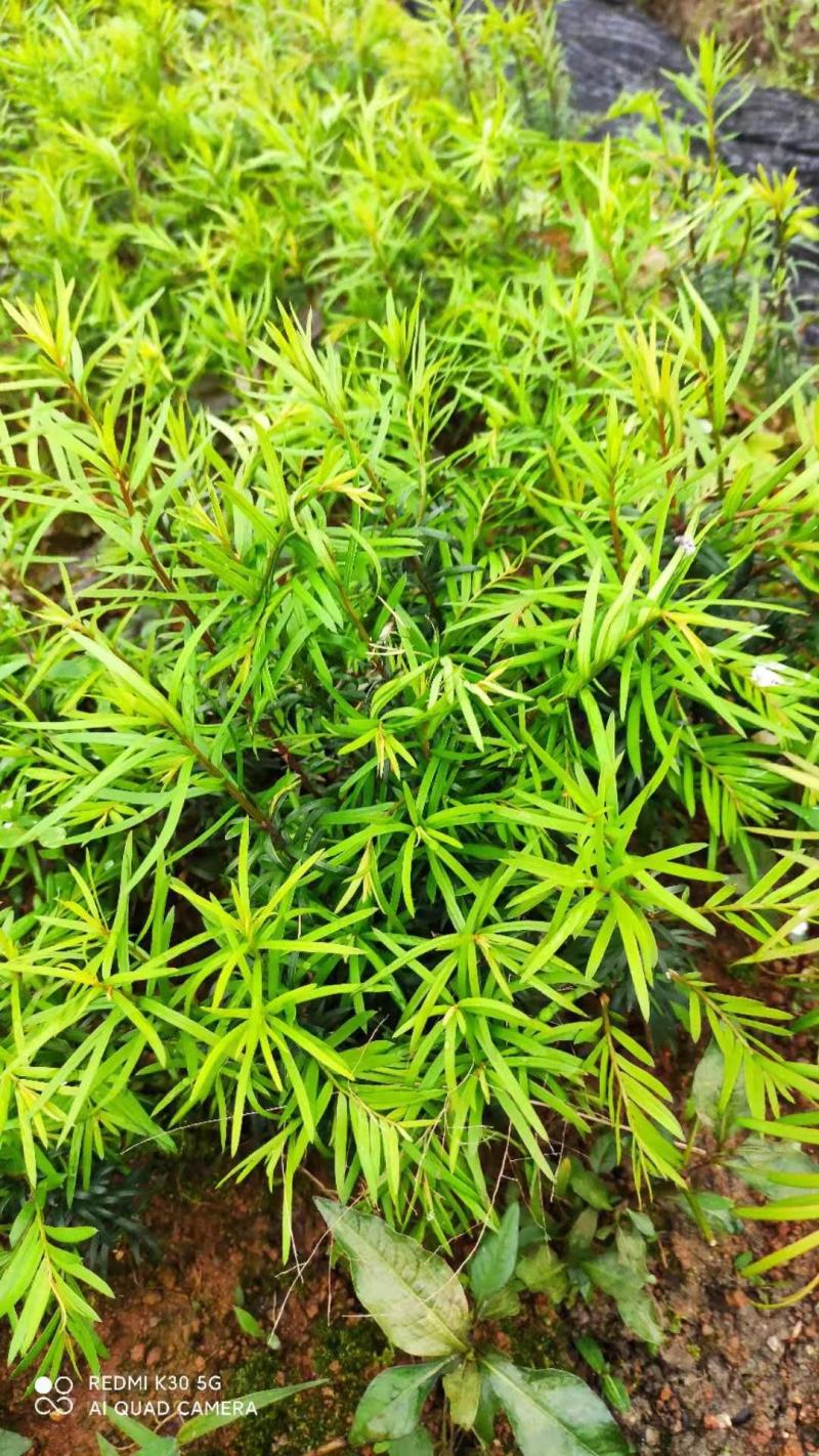 供应一年生红豆杉芽苗，籽播田苗，自家可供货百万