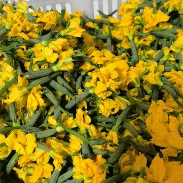 黄瓜花