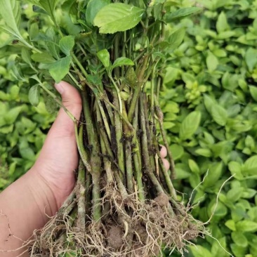 蓝靛苗1.5角一颗量大优惠