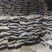 凤凰虫黑水虻