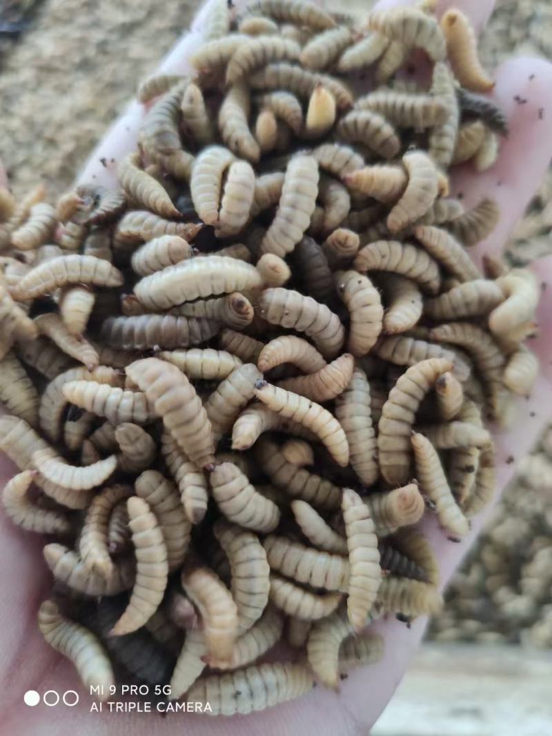 凤凰虫黑水虻