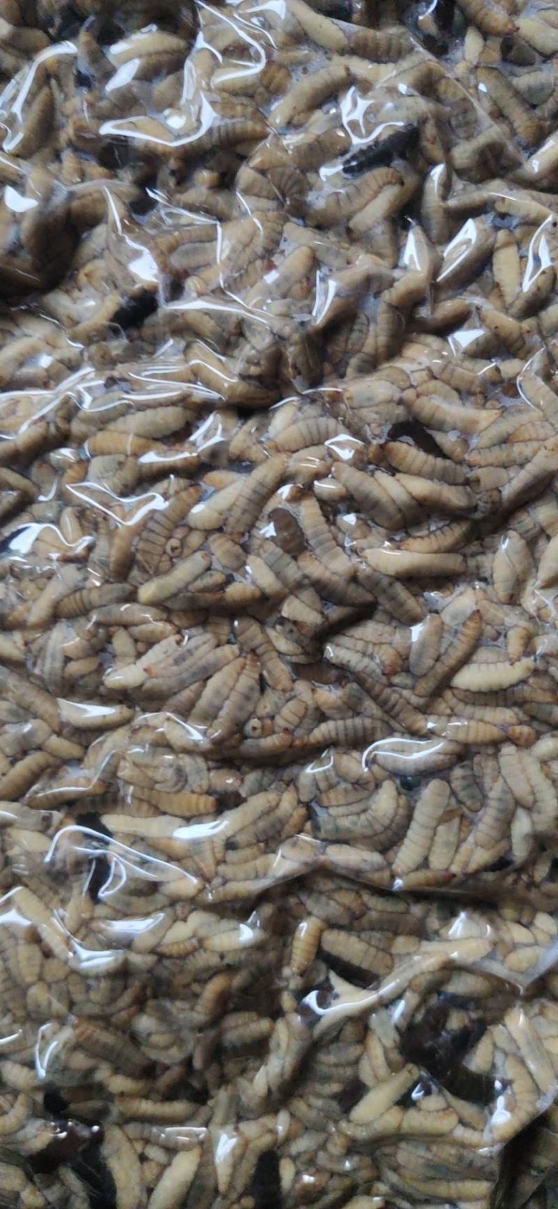 凤凰虫黑水虻