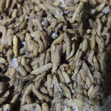 凤凰虫黑水虻