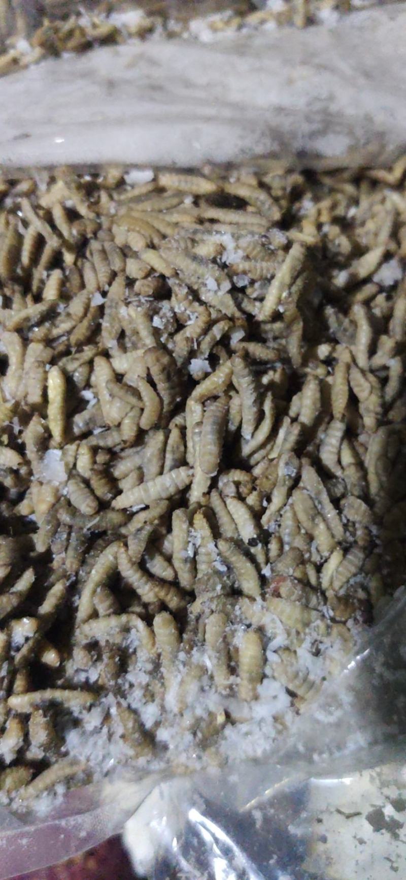 凤凰虫黑水虻
