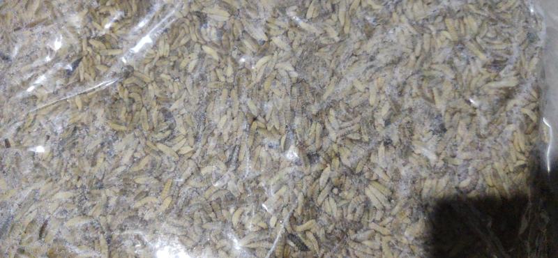 凤凰虫黑水虻