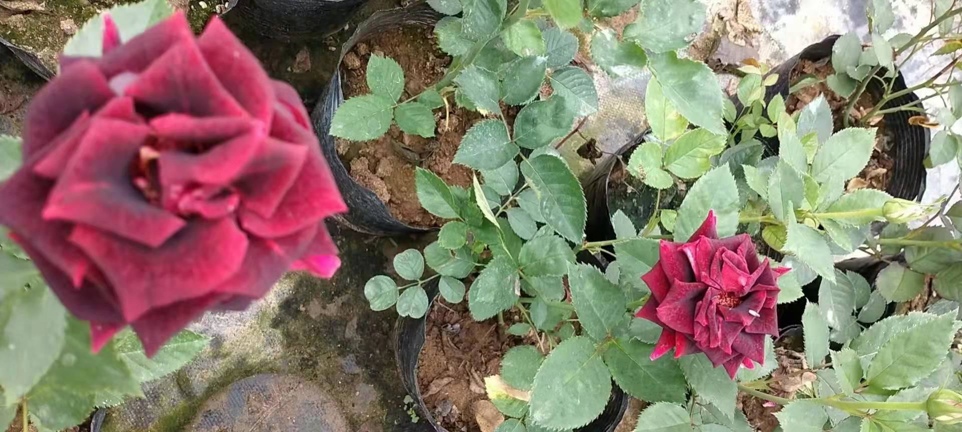 百合品种对比图