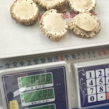 鹿角帽鹿托盘粉
