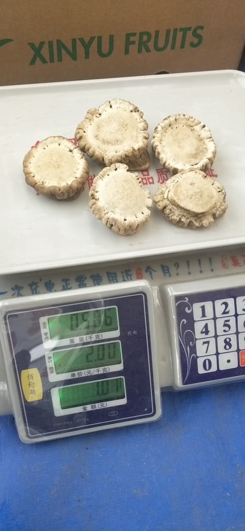鹿角帽鹿托盘粉