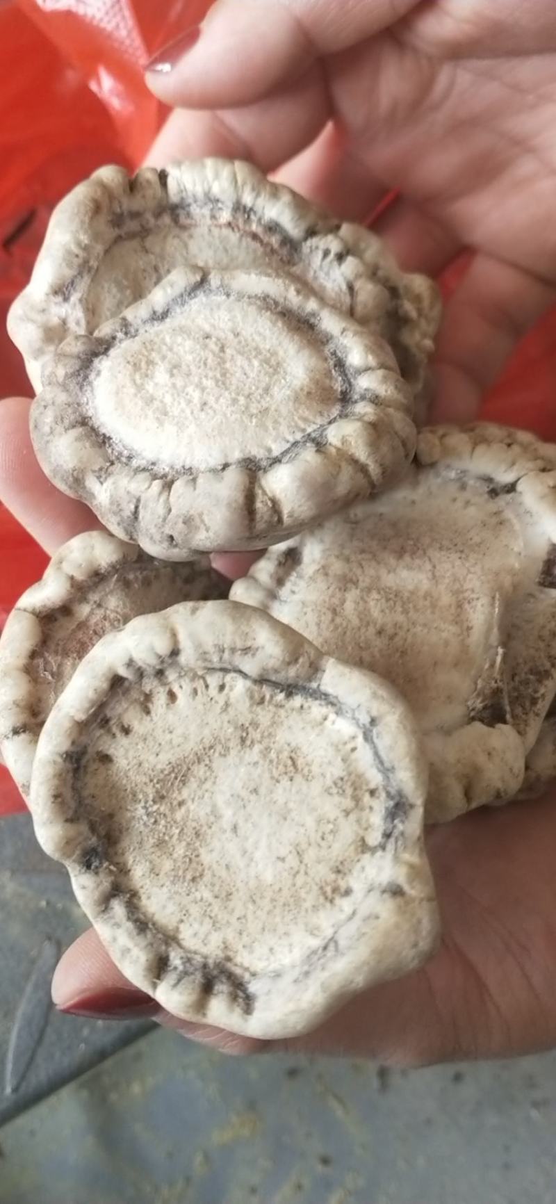 鹿角帽鹿托盘粉