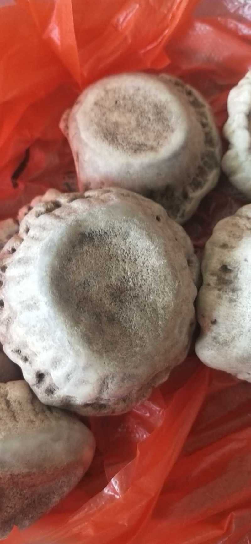 鹿角帽鹿托盘粉