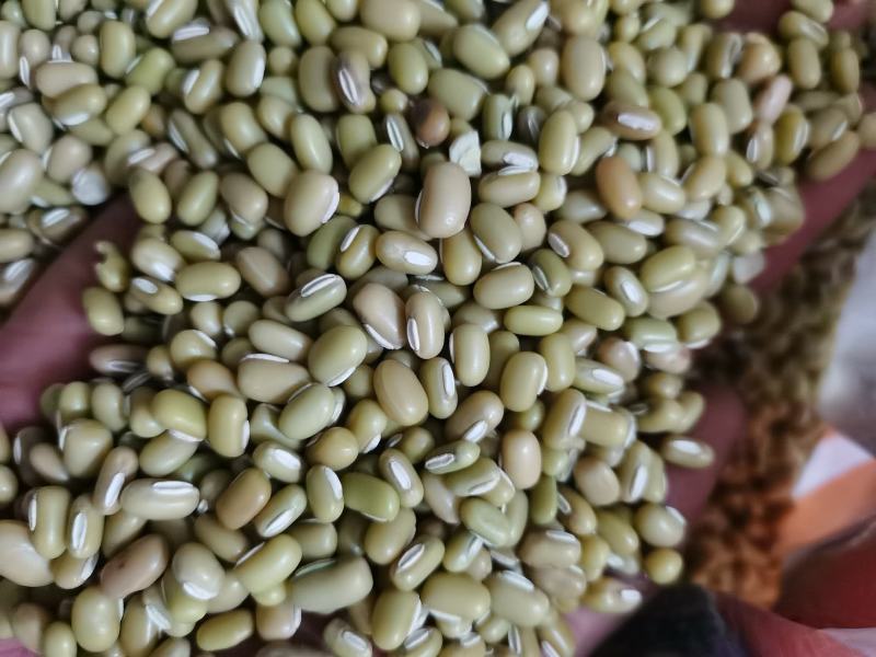 新货竹豆云南农家自产小竹豆饭豆五谷杂粮爬山豆豇豆粗粮小竹