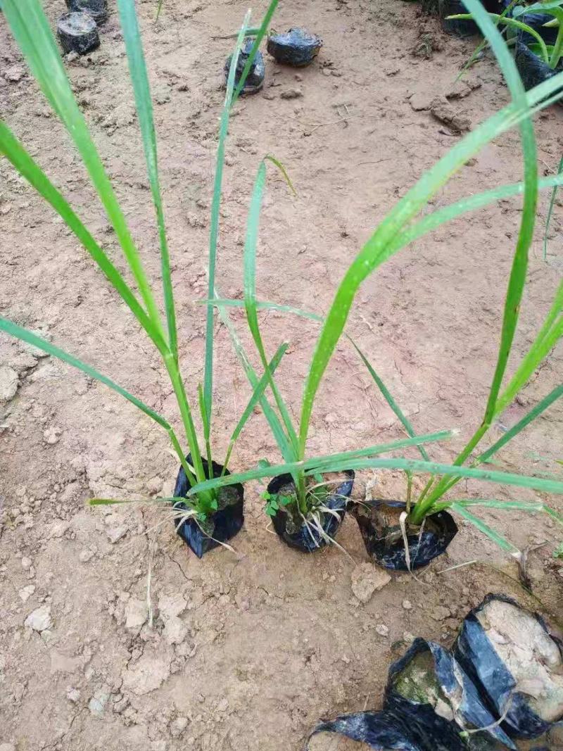 细叶芒小皮桶大杯小杯苗圃直发，价格低质量好