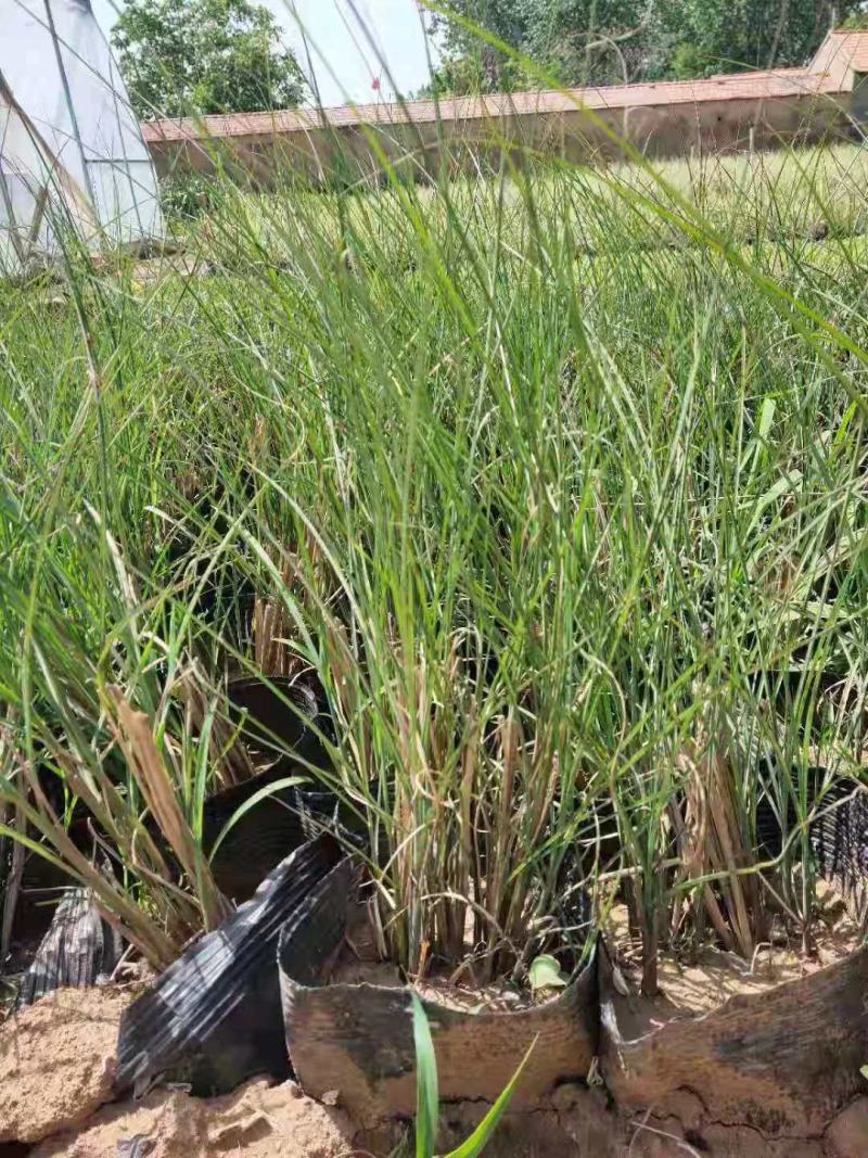细叶芒小皮桶大杯小杯苗圃直发，价格低质量好