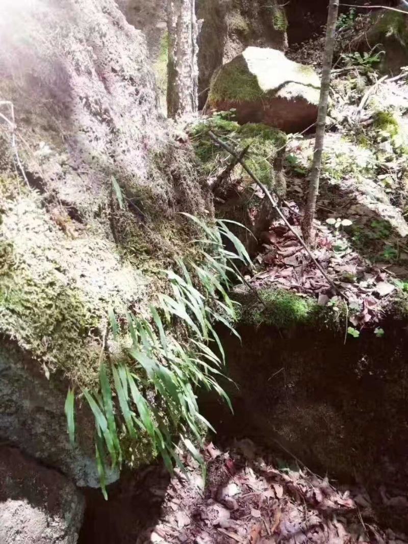 长白山肾精茶，化石草