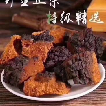 桦树茸精品小块