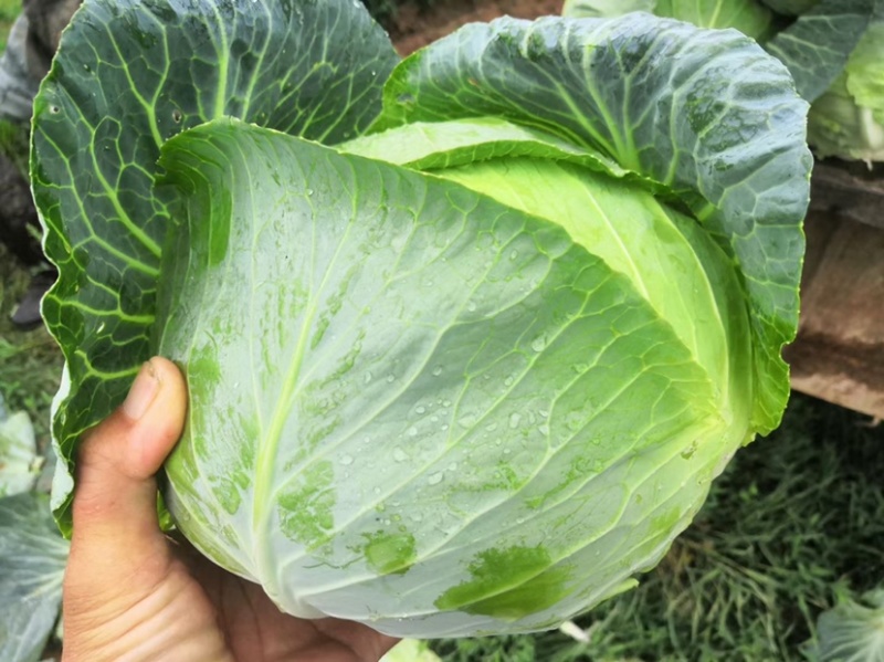 扁包菜.大量上市欢迎新老客户致电订购保质保量