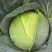 扁包菜.大量上市欢迎新老客户致电订购保质保量