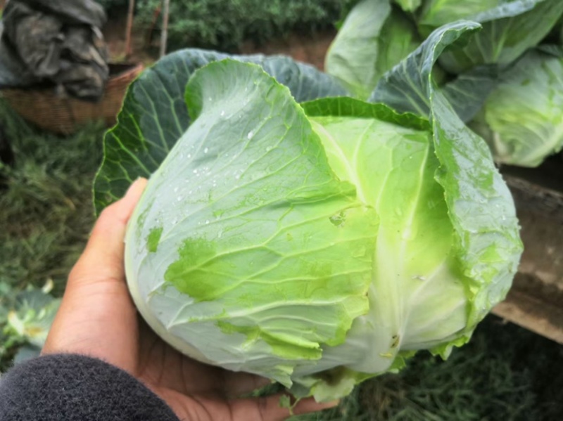 扁包菜.大量上市欢迎新老客户致电订购保质保量