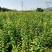 杏树苗新疆吊干杏苗自家苗圃种植量大质优价格优惠