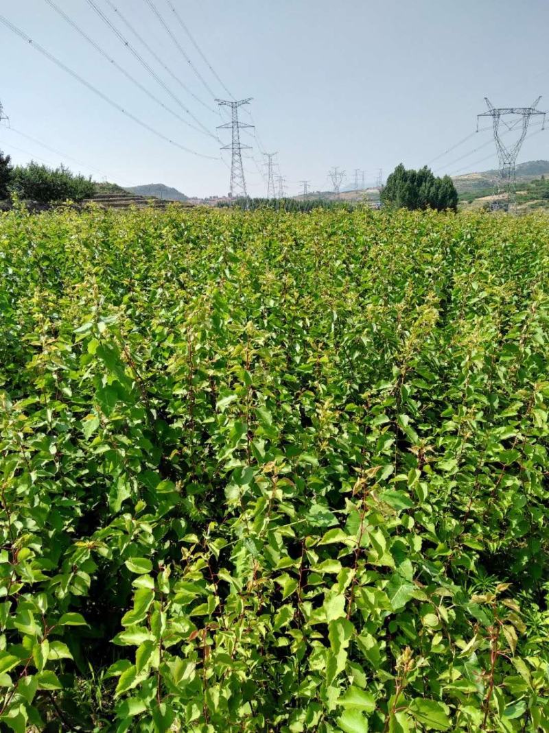 杏树苗新疆吊干杏苗自家苗圃种植量大质优价格优惠