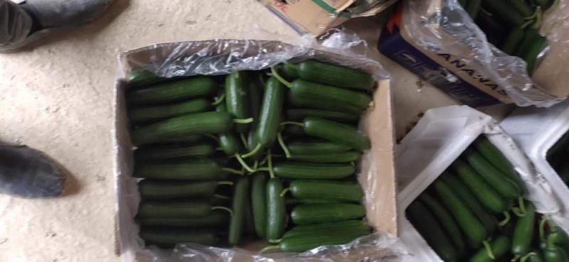 小游精品小黄瓜代办代发自己家种植的水果黄瓜脆甜现摘发现货