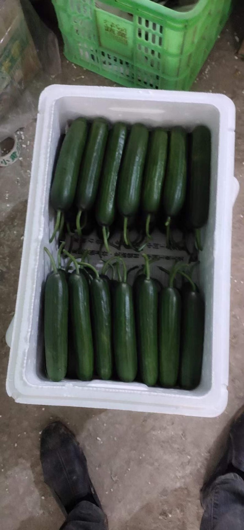 小游精品小黄瓜代办代发自己家种植的水果黄瓜脆甜现摘发现货