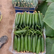 小游精品小黄瓜代办代发自己家种植的水果黄瓜脆甜现摘发现货