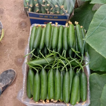 小游精品小黄瓜代办代发自己家种植的水果黄瓜脆甜现摘发现货