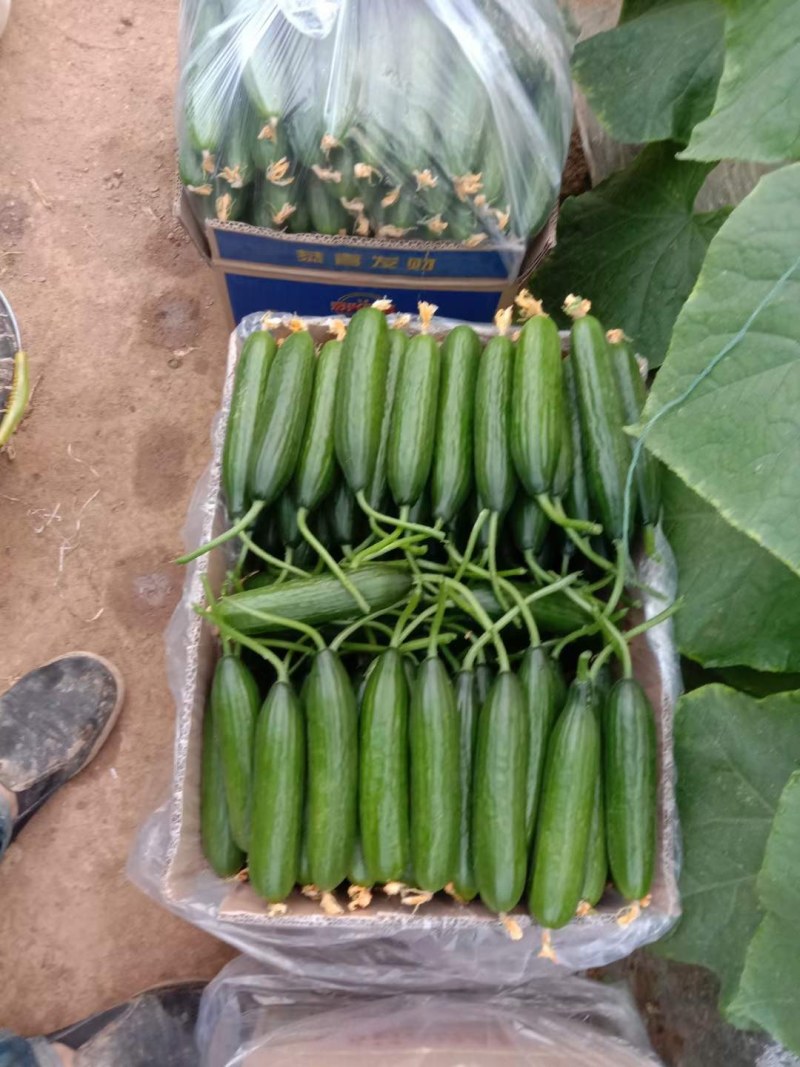 小游精品小黄瓜代办代发自己家种植的水果黄瓜脆甜现摘发现货